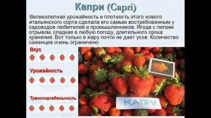 Видео.Самые вкусные и урожайные сорта ремонтантной клубники НСД