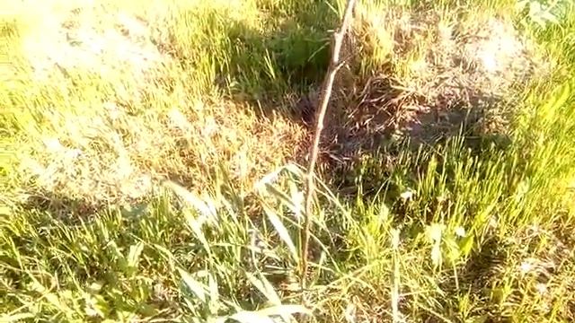 Почему нельзя садить саженец возле пенька смотреть онлайн