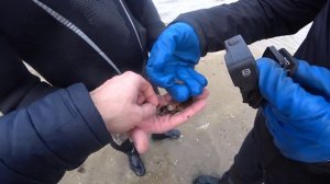 Поиск с Xp Deus 2 по отливу в Юрмале