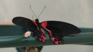 Выставка живых, тропических бабочек 