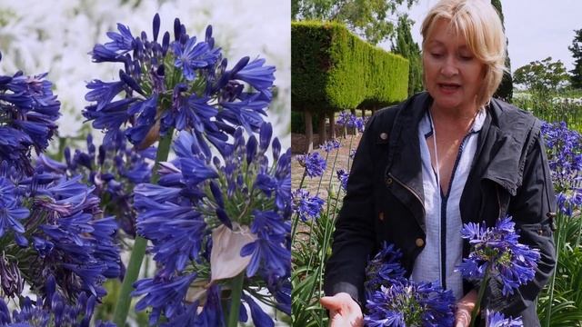 Black Buddhist Agapanthus | Littlewood Agapanthus Farm | What kind of Agapanthus is it?Lets find ou смотреть онлайн