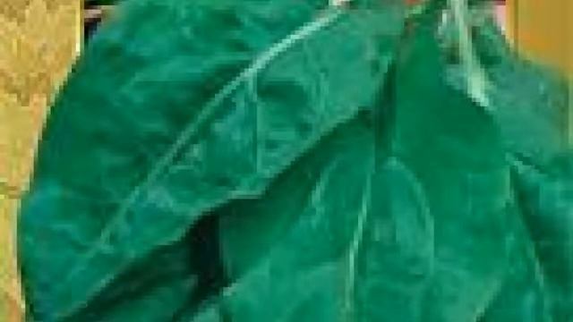 Щавель обыкновенный Крупнолистный. Краткий обзор описание характеристик где купить семена