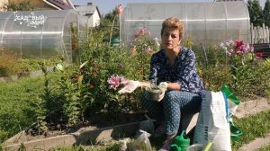 Размножение лилий чешуйками – получится у всех!