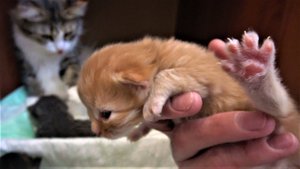 Кошка родила котят! Макс едет к котятам в гости.