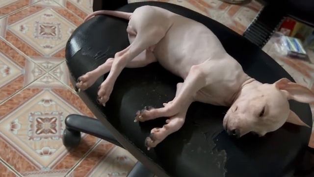 Cảm thụ âm nhạc của AHT ( American Hairless Terrier). Dancing with the dream смотреть онлайн