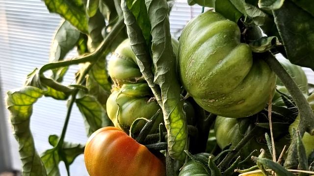 Эти ТОМАТЫ Обязательно Посажу в 2024, Томаты посадил и не знаешь проблем, много урожайных сортов!