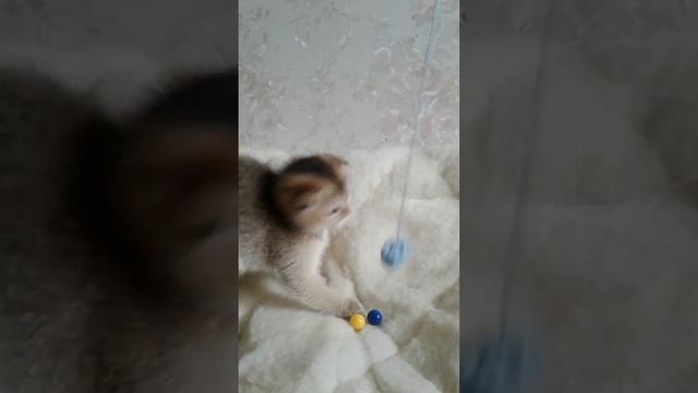 Котёнок - Золотая Шиншилла