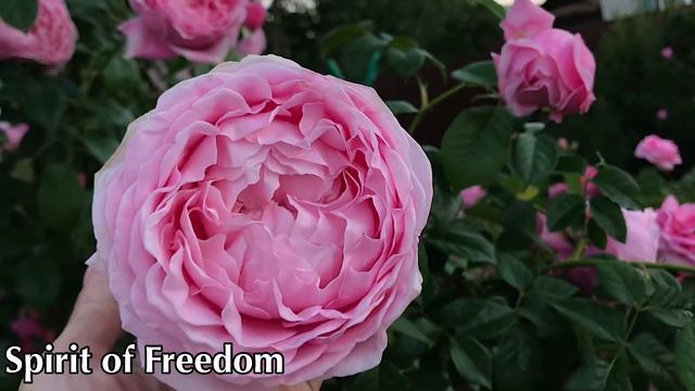 Spirit of freedom Роза Девида Остина - дух свободы смотреть онлайн