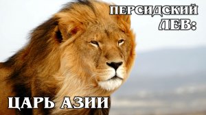 АЗИАТСКИЙ ЛЕВ: Чем индийский лев отличается от африканского? Интересные факты про львов и животных