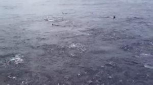 АКУЛА Напала На КОСАТКУ. Вот Что Было Дальше...