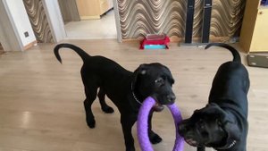 Чистокровные щенки кане корсо 4 месяца (мальчик и девочка)