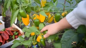 Урожайные сорта перца 2020. Первые результаты. Pepper hatvest in Latvia.