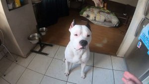 Самое лучшее лакомство для амстаффа и для собак вообще