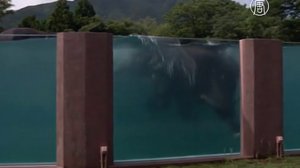 Япония: слонам – бассейн, зрителям – восторг