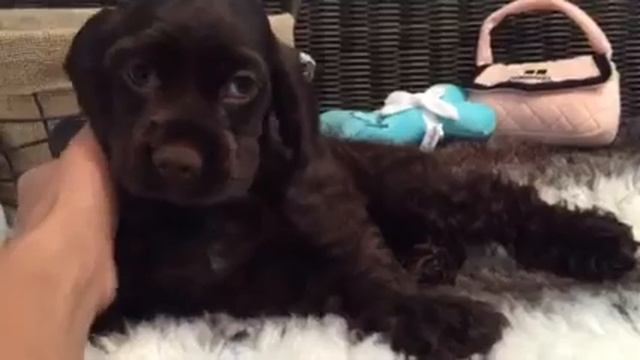 GORGEOUS CHOCOLATE COCKER SPANIEL BABY! смотреть онлайн
