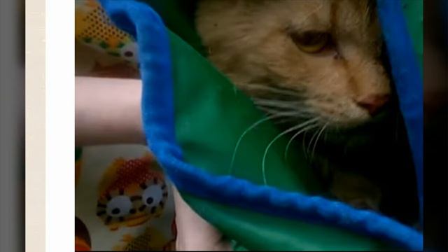 В Ярославле спасли кота, который почти весь день проехал под капотом автомобиля смотреть онлайн