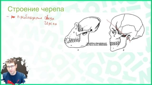 Тема №1: Происхождение человека