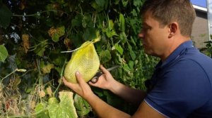 Дыня Раймонд  Ленивый способ выращивания в Московском регионе