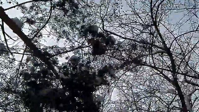 Закинул мешок на дерево, а снять не смог смотреть онлайн