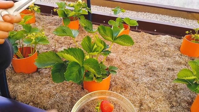 52. Выращивание клубники. Собрали первую клубнику смотреть онлайн