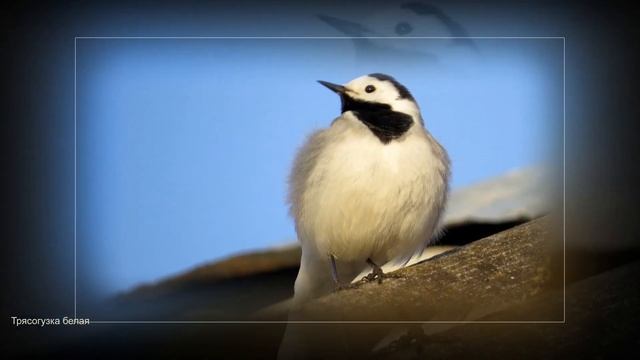 Птицы Тверской области - 2023 смотреть онлайн