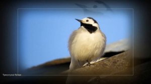 Птицы Тверской области - 2023