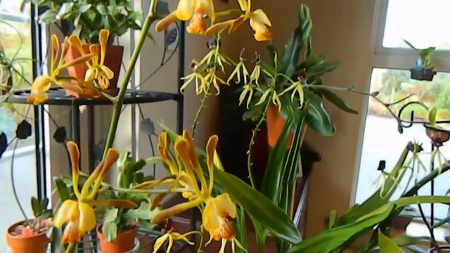 October Orchids In Flower - 10 in bloom & one escapee смотреть онлайн