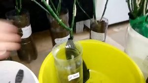 Шаг 2  пересаживаем саженцы роз  из пакета в землю, временно, перед высадкой в грунт