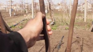 Формировка инжира