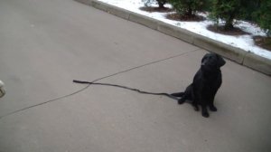 Дрессировка лабрадора (5). http://www.dogclass.ru/