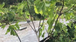 France. Figs Amore, Signora Rosce. Инжир . Часть коллекции  из палисадника. Аморе. Синьора Росс.