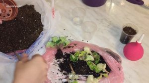 Осенняя пересадка комнатных растений. Пересадка фиалки с признаками голодания.