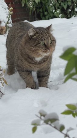 🌟Жду зиму только для того, чтобы Барсик стал таким!