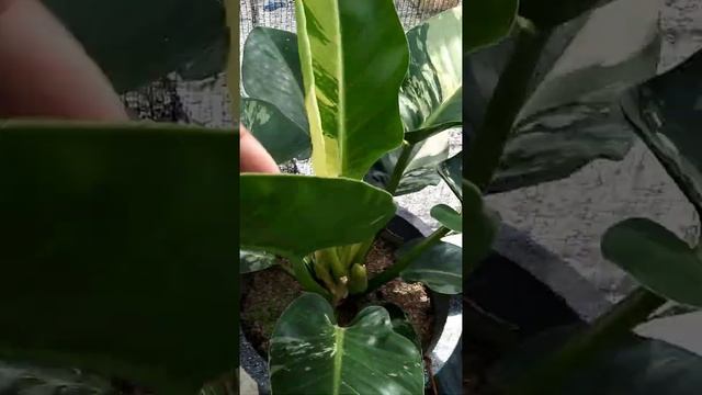 philodendron green congo variegated