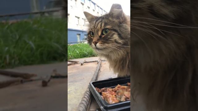 Пулковская придворная Зеленоглазка