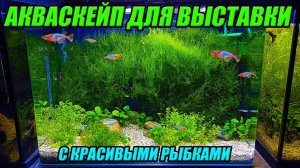 Новые красивые рыбки! Акваскейп для выставки рыбок готов!