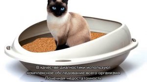 Кошка часто ходит в туалет по-маленькому по чуть-чуть