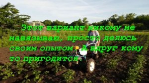 Окучивание картофеля мотоблоком Нева, с выносом левого колеса на соседнюю борозду.mp4