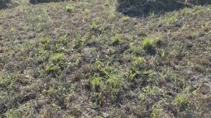 Люцерна Уборка люцерны Урожай люцерны на 4 год Сено люцерны Сельская Жизнь