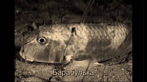 Презентация на урок биологии ( Рыбы )