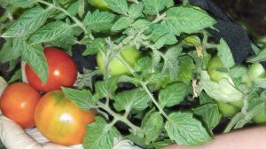 28 ИЮНЯ ЗАПАДНАЯ  СИБИРЬ  КАКИЕ ТОМАТЫ  ВЫРАЩИВАЕМЫЕ В  ОТКРЫТОМ ГРУНТЕ  СОЗРЕЛИ ПЕРВЫМИ