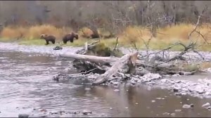 Медведи отжали у рыбаков рыбу