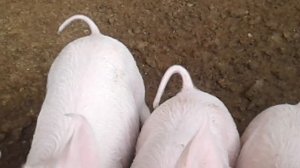 Крупная белая порода свиней