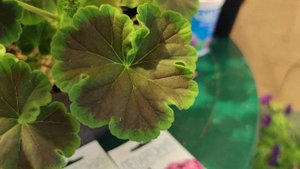 Пеларгония Стелла из семян. Рисунок на пакете, описание и реальная картина