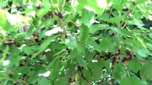 ИСТОРИЯ ПОЯВЛЕНИЯ МОЕЙ СУПЕР-ШЕЛКОВИЦЫ.