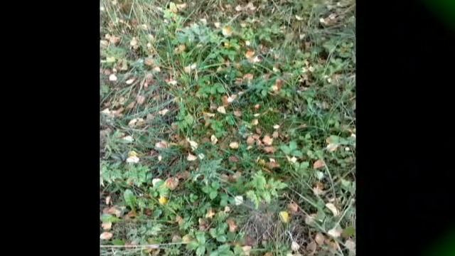 Подмосковные вечера смотреть онлайн