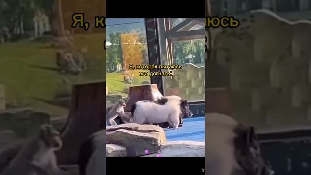 жиза?