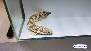 Полиптерус Эндлихера