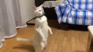 кот ходит на задних лапах