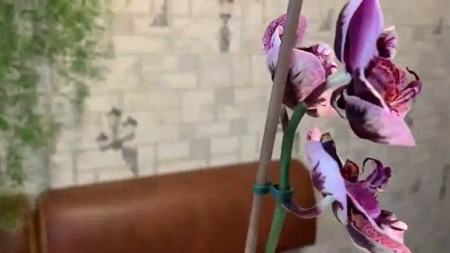 Phal.Ever Spring King x OX Blak. смотреть онлайн